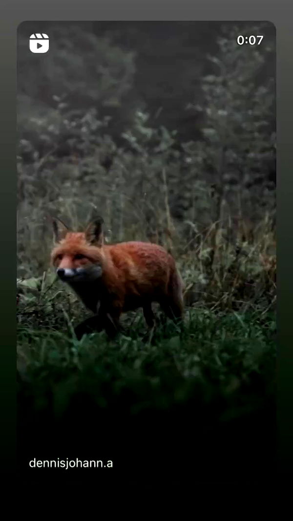 moonliliaght archive video preview