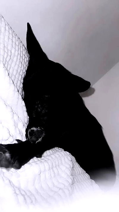 moonliliaght moonliliaght archive video