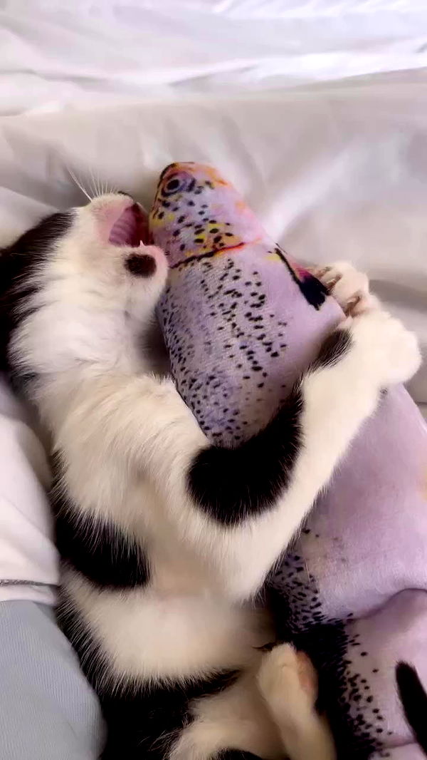 moonliliaght archive video preview