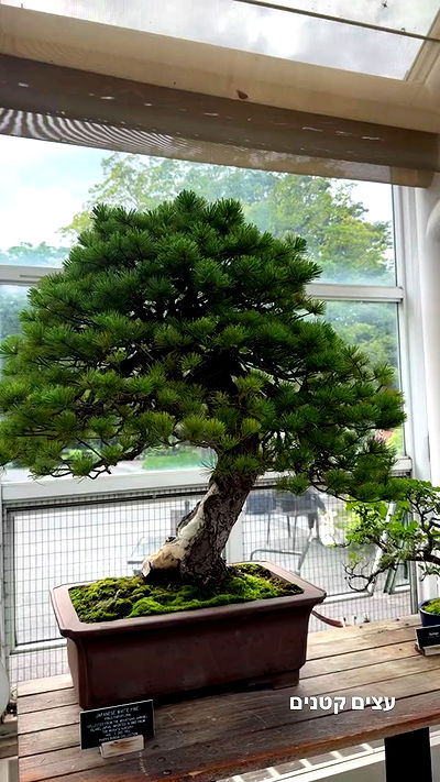 biton__adi biton__adi archive video