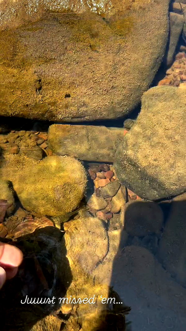 sarah.anne.dipity archive video preview