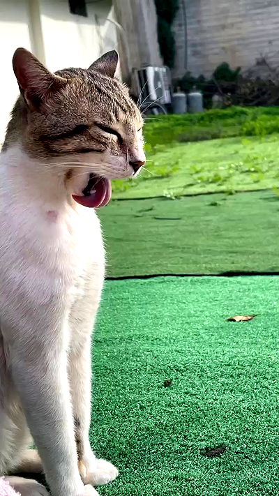 liashaked liashaked archive video