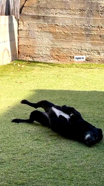 liashaked liashaked archive video