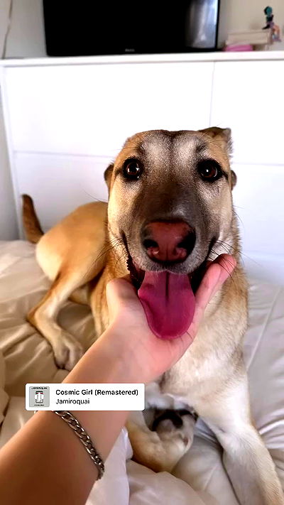 liashaked liashaked archive video