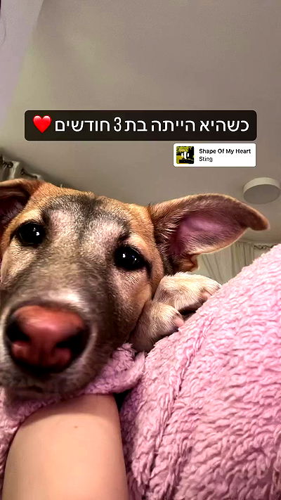 liashaked liashaked archive video