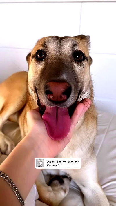 liashaked liashaked archive video