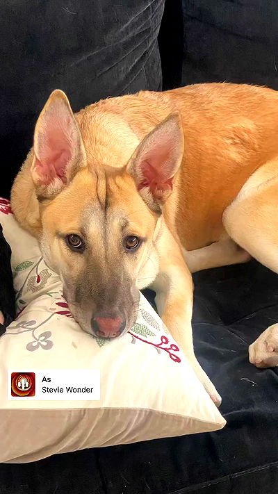 liashaked liashaked archive video