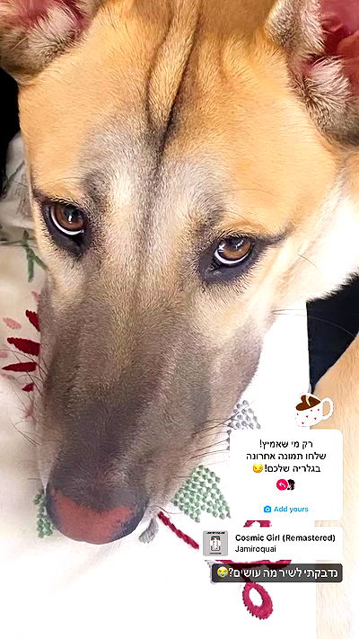 liashaked liashaked archive video