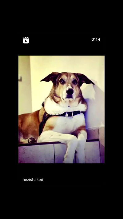 liashaked liashaked archive video