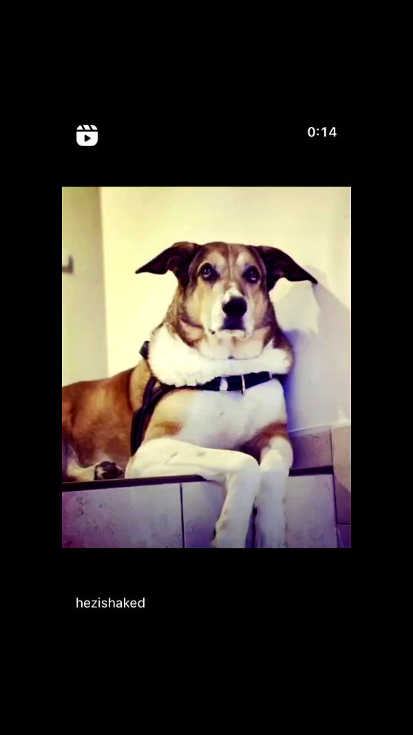 liashaked archive video preview