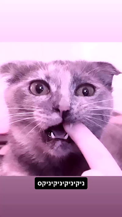 liashaked liashaked archive video