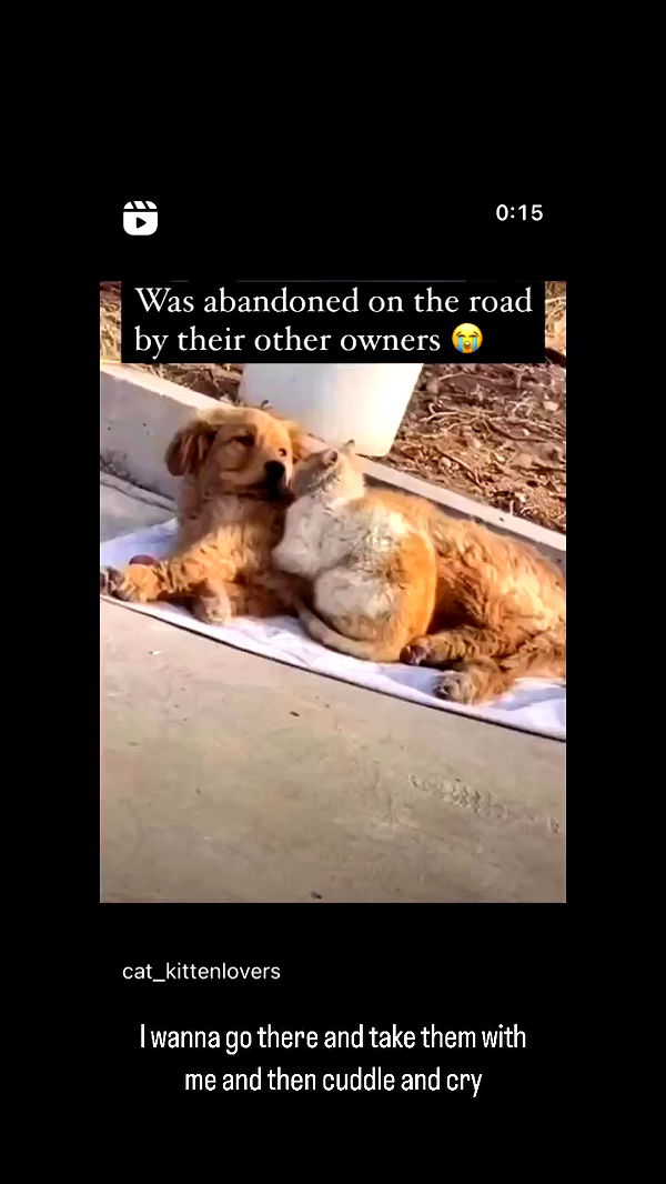 liashaked archive video preview