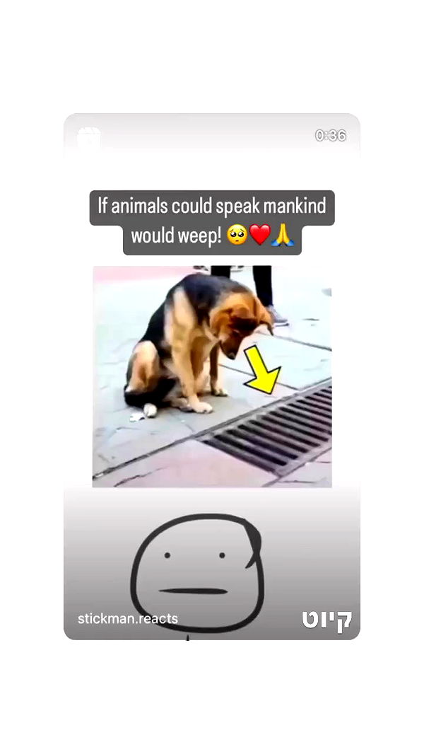 liashaked archive video preview