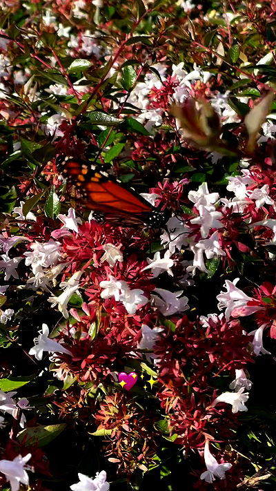 shunli__mei shunli__mei archive video