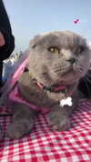 dianakozin Altpins Profile Picture