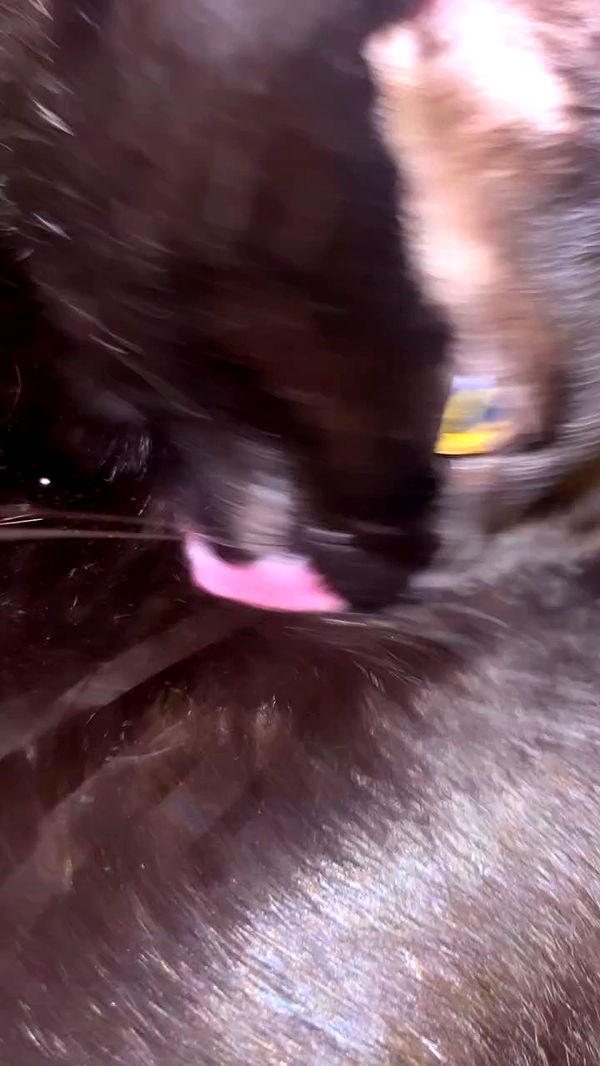 hellokittyangel666 archive video preview