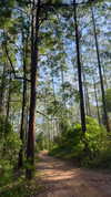 noa_mendel_ Altpins Profile Picture