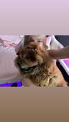 adel__s_ Altpins Profile Picture