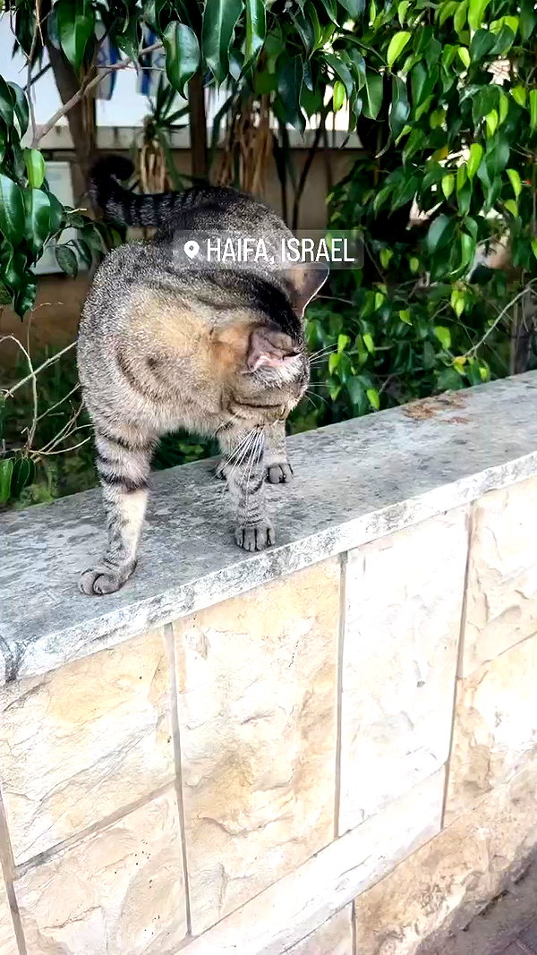 _shaybar._ archive video preview