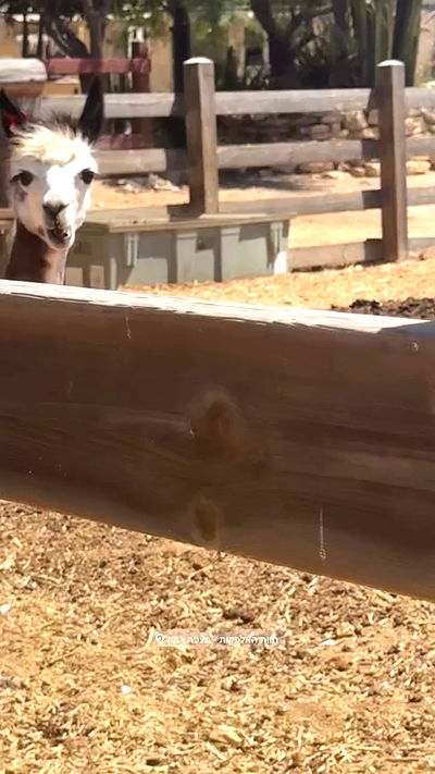 romy_ayalla_lavi romy_ayalla_lavi archive video