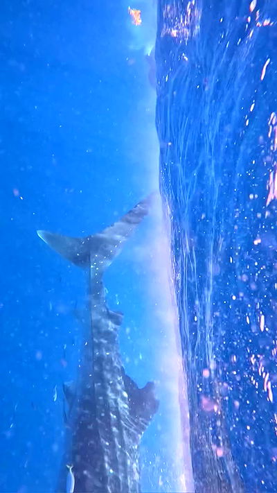 valeria_lukin valeria_lukin archive video