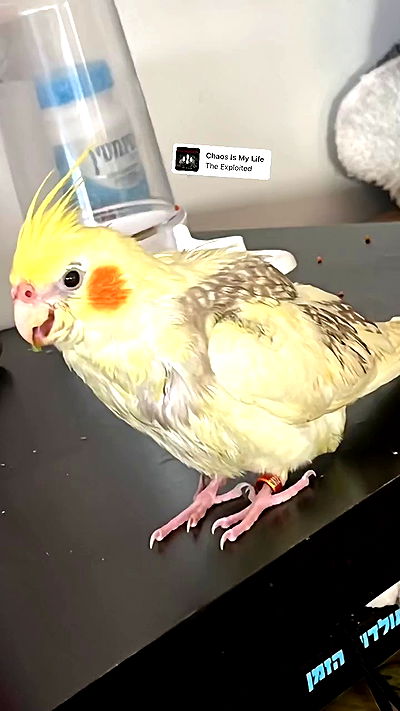 tinapavlov.sky tinapavlov.sky archive video