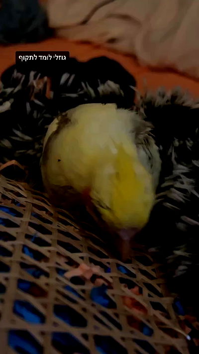 tinapavlov.sky tinapavlov.sky archive video