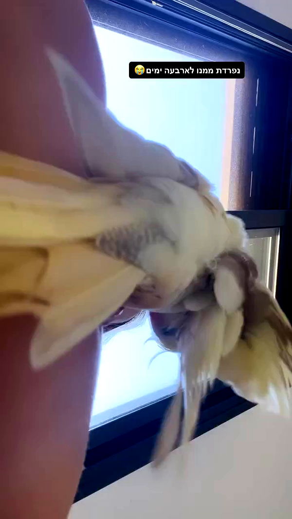 tinapavlov.sky archive video preview