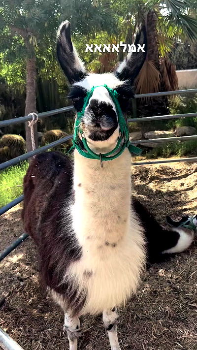 hellokittyangel666 hellokittyangel666 archive video