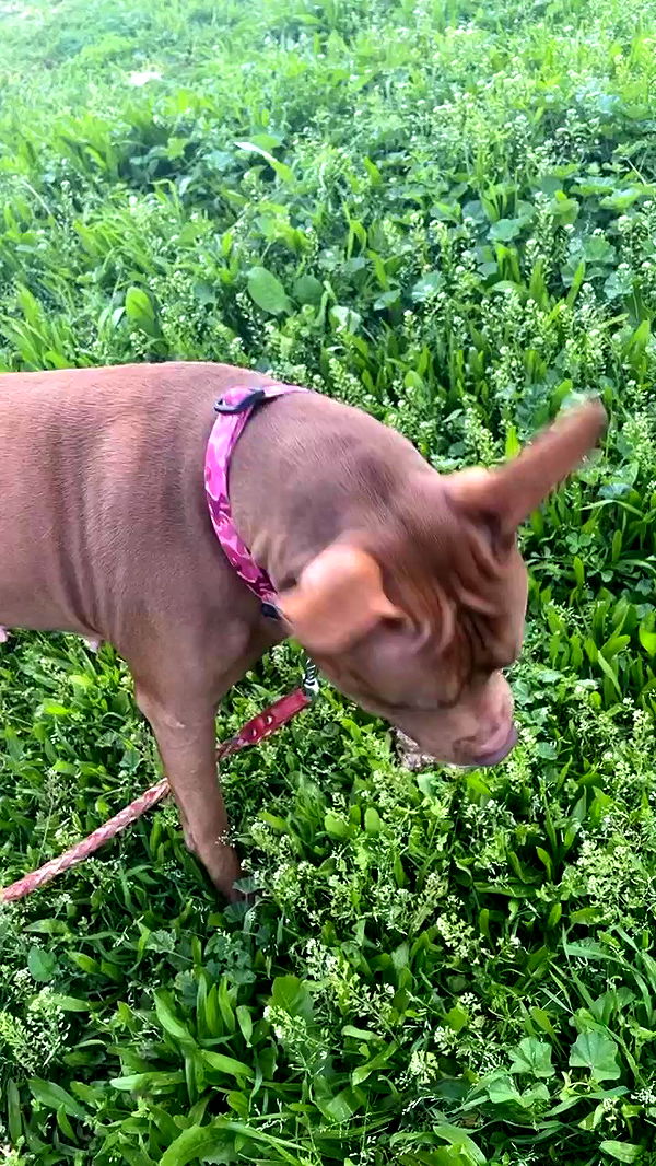 tinapavlov.sky archive video preview