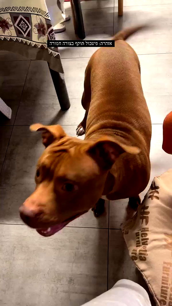 tinapavlov.sky archive video preview