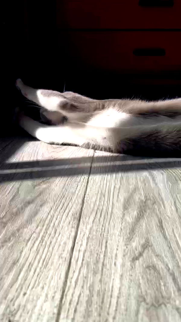 tinapavlov.sky archive video preview