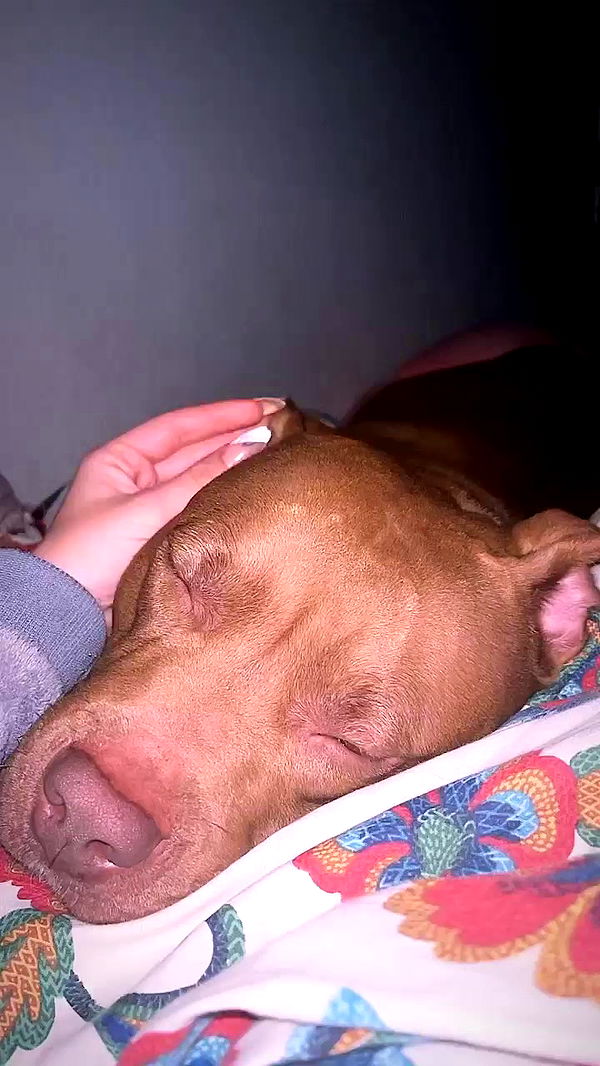 tinapavlov.sky archive video preview