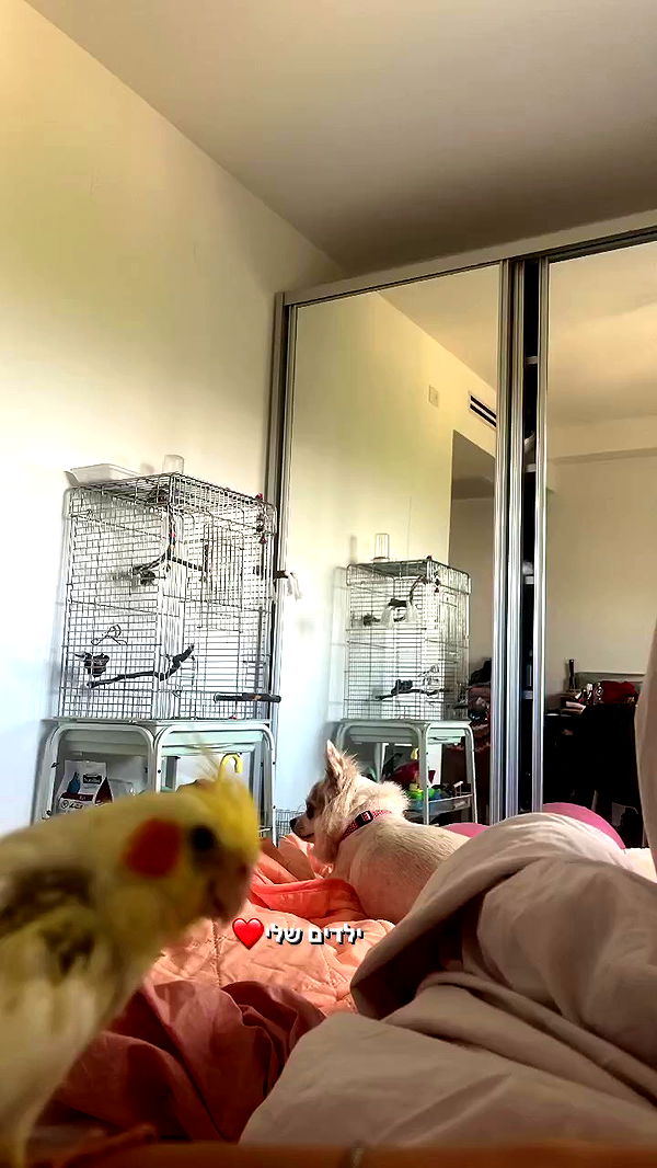 tinapavlov.sky archive video preview