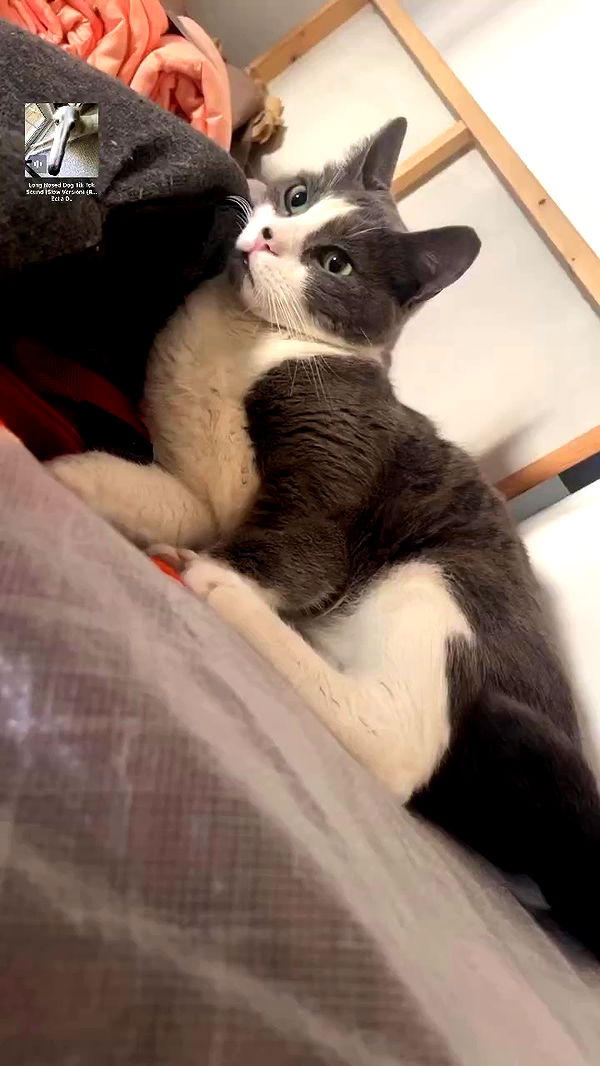 tinapavlov.sky archive video preview