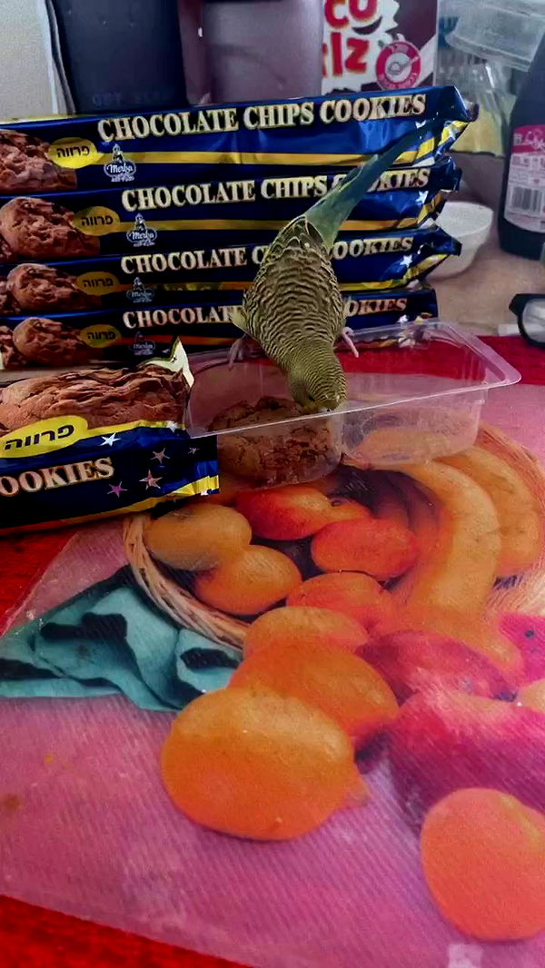 tinapavlov.sky archive video preview