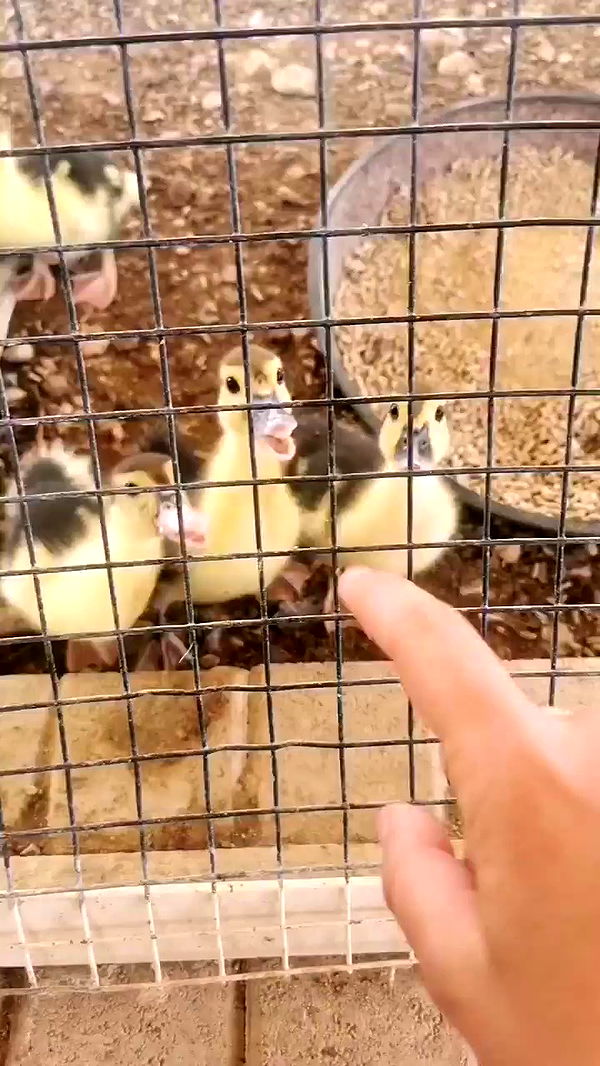 tinapavlov.sky archive video preview