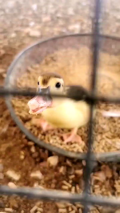 tinapavlov.sky tinapavlov.sky archive video