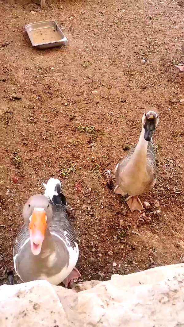 tinapavlov.sky archive video preview