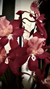 d0lli.ii Altpins Profile Picture