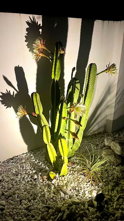 queencygalang queencygalang archive video