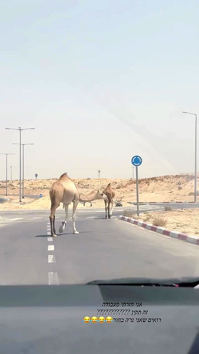 mishel_llll mishel_llll archive video