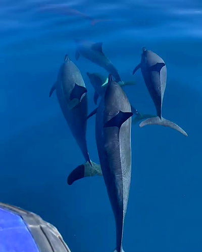 carolinezalog carolinezalog archive video