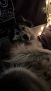magg0tfleshh Altpins Profile Picture