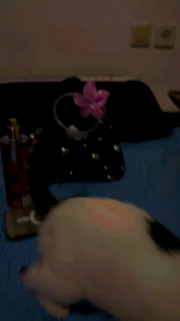 libbyberkovich archive video preview