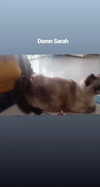 artishokooo Altpins Profile Picture