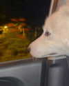 dianavgalvis Altpins Profile Picture