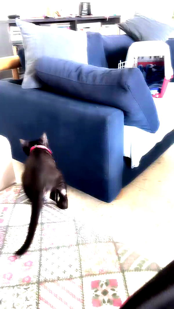 feelbetterinmysweater archive video preview