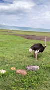alinaaignatova Altpins Profile Picture