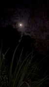 thelauren111 Altpins Profile Picture